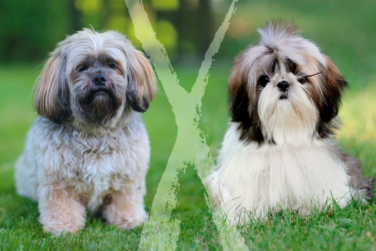 Diferenças entre Shih Tzu e Lhasa Apso