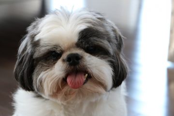 Shih Tzu manchado com a língua para fora