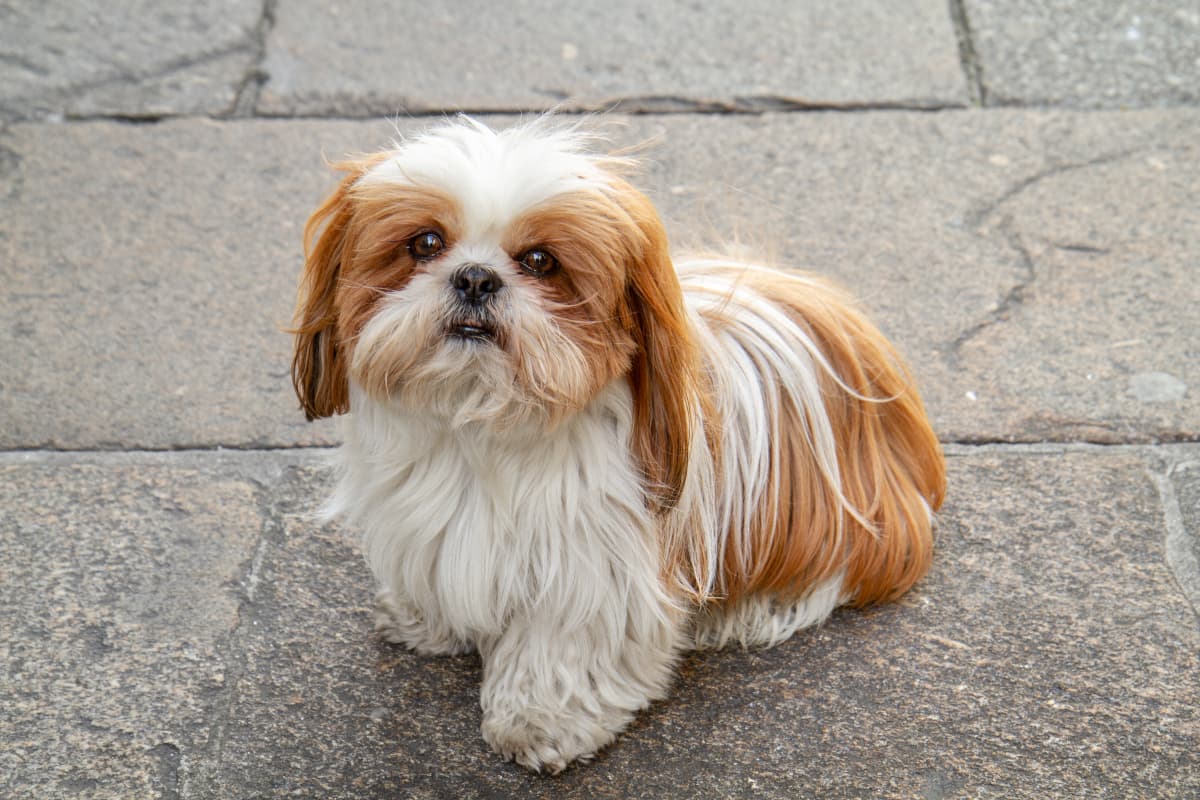 Cachorro Shih-tzu: fotos, personalidade, cuidados, preço e mais - Adoro Pets