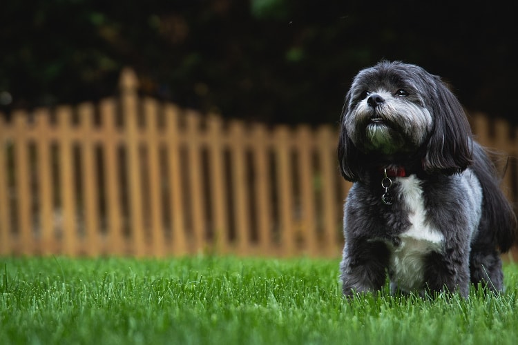 Shih Tzu preto na grama