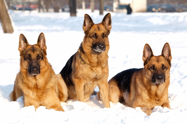 3 Pastores Alemães