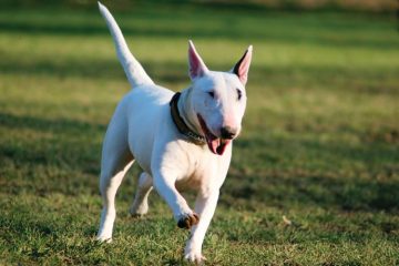 Bull Terrier correndo na grama