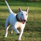 Bull Terrier correndo na grama