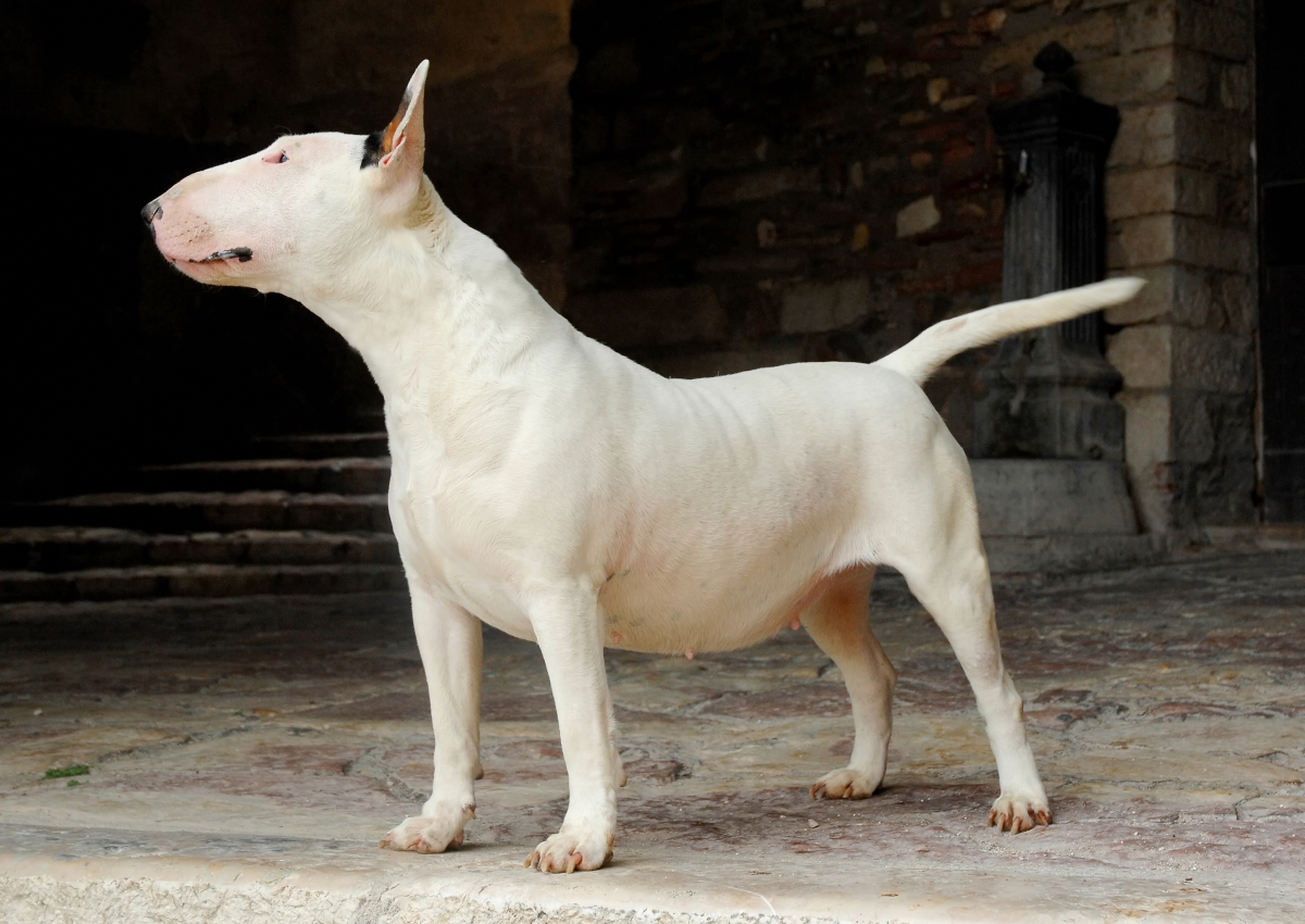 Bull terrier branco