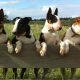 4 diferentes cores de Bull Terrier