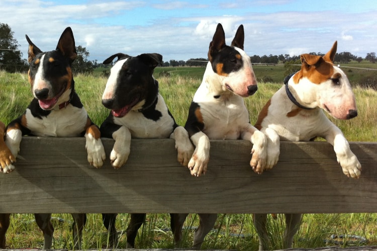 4 diferentes cores de Bull Terrier