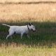 Bull Terrier em pé na grama