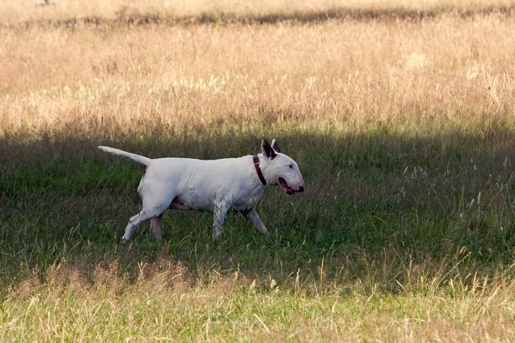 Bull Terrier em pé na grama