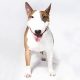 Bull Terrier de frente