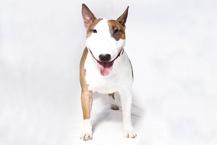 Bull Terrier de frente