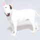 Bull Terrier de lado