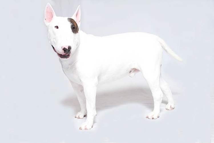 Bull Terrier de lado