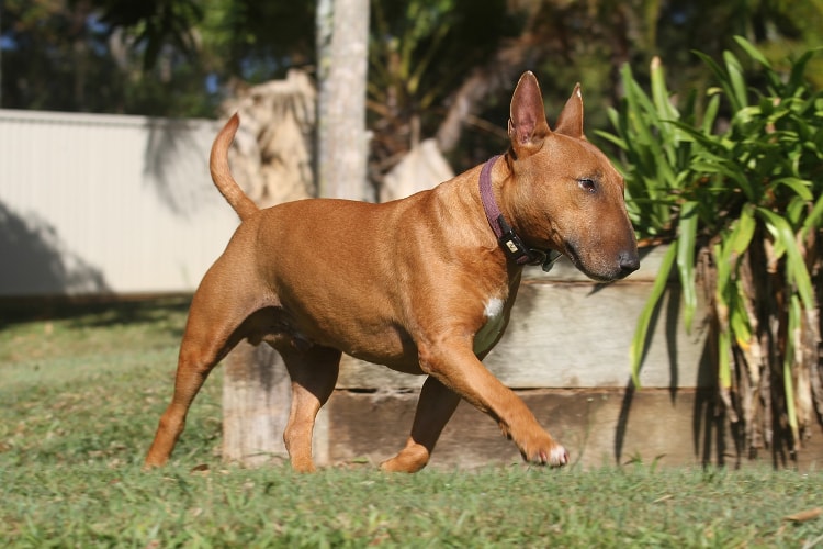 Bull Terrier marrom