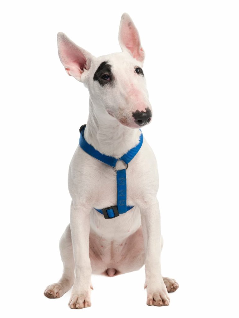 Bull terrier pirata