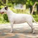 Quanto custa um cachorro Bull Terrier