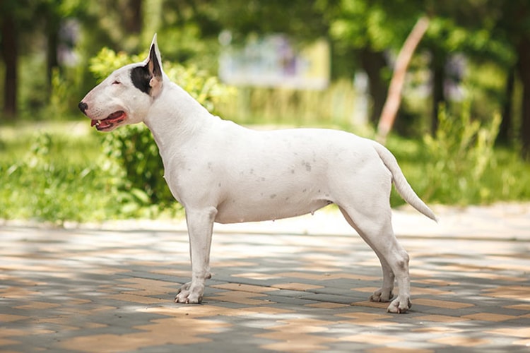 Quanto custa um cachorro Bull Terrier