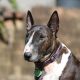 Cachorro Bull Terrier