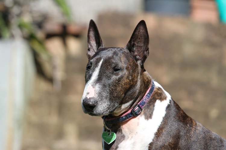 Cachorro Bull Terrier