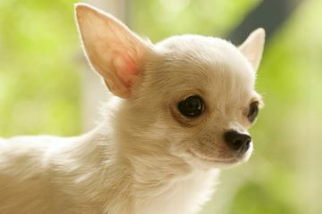 Tudo sobre a raça Chihuahua