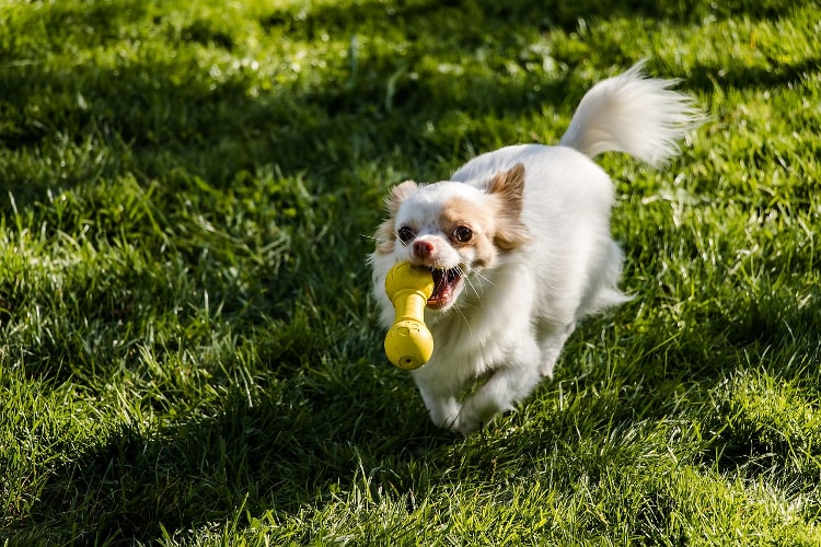 Chihuahua branco brincando na grama