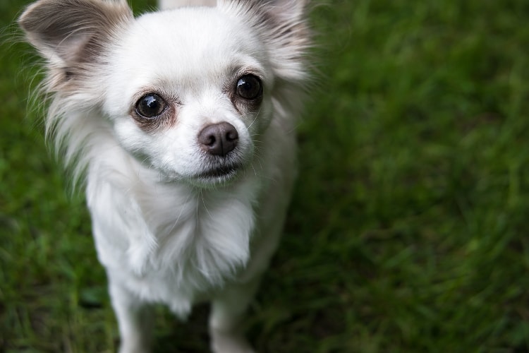 Chihuahua branco