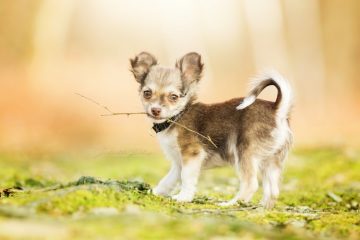 Chihuahua em pé