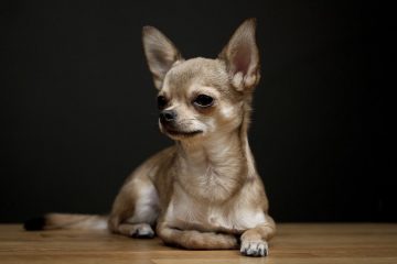 Chihuahua fundo preto