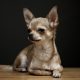 Chihuahua fundo preto