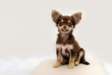 Chihuahua marrom sentado
