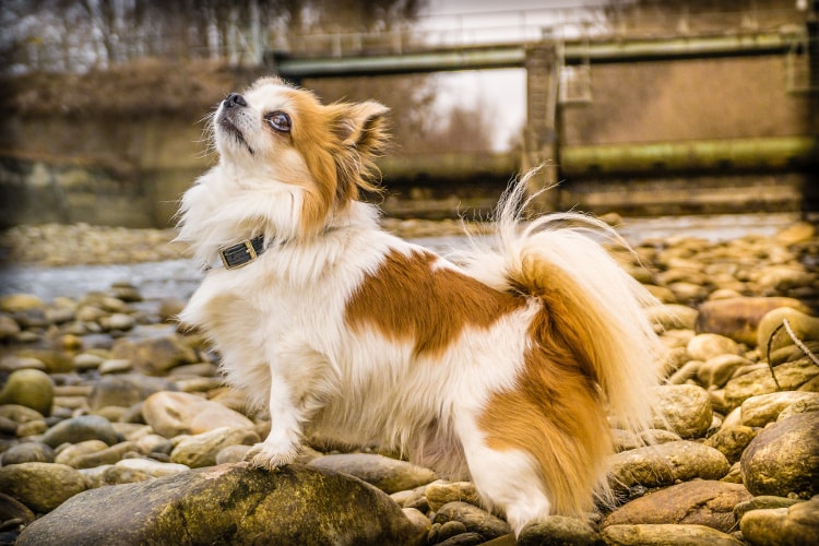 Chihuahua pelo longo