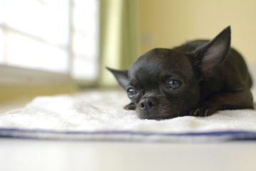 Chihuahua preto