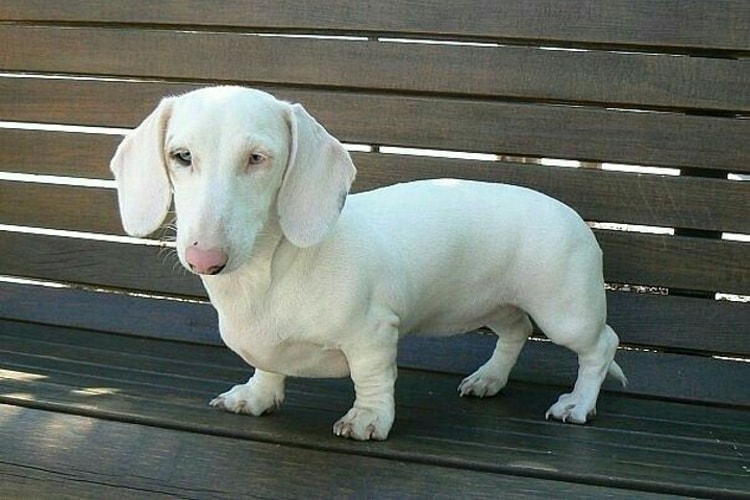 Dachshund albino