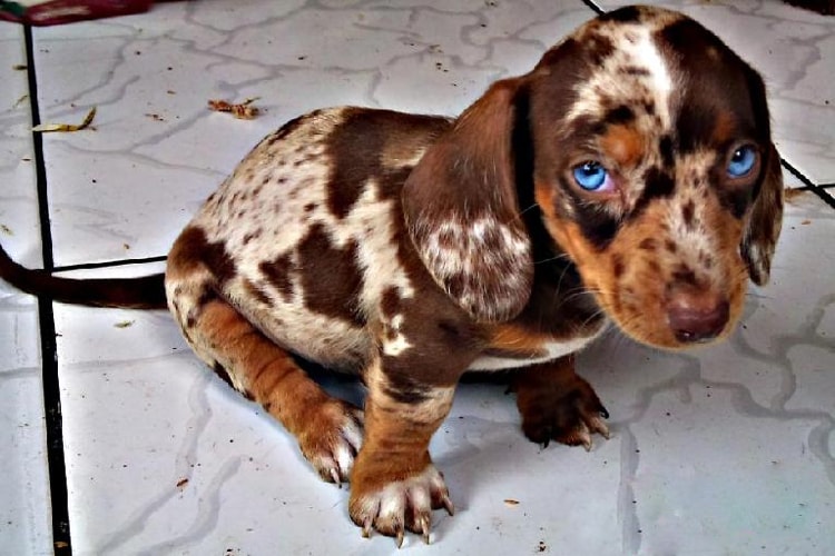 Dachshund arlequim com olho azul