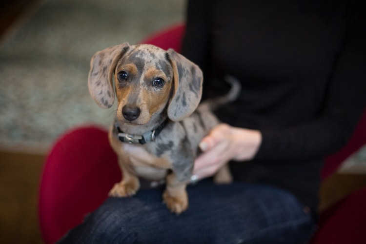 Dachshund arlequim