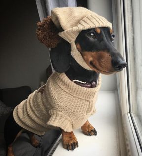 Dachshund com roupa na janela