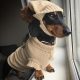 Dachshund com roupa na janela