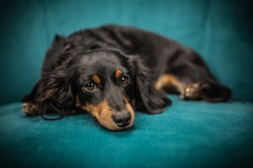 Dachshund preto deitado