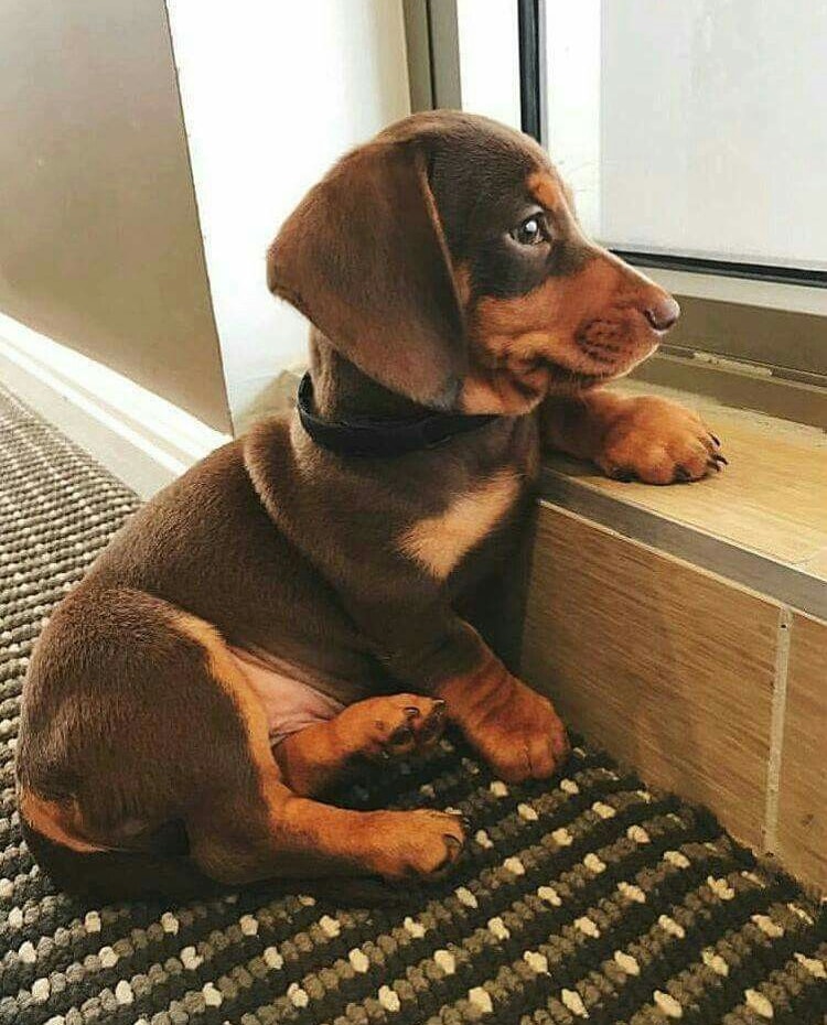 Dachshund filhote marrom