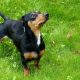 Dachshund na grama