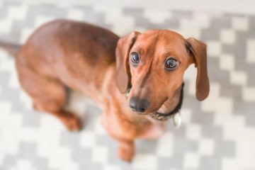 Dachshund marrom