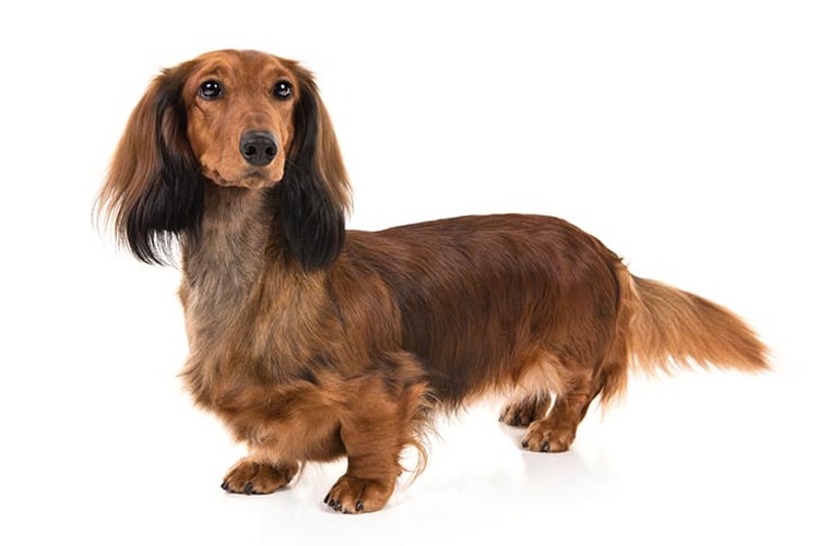 Dachshund marrom de pelo longo