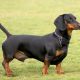 Dachshund preto