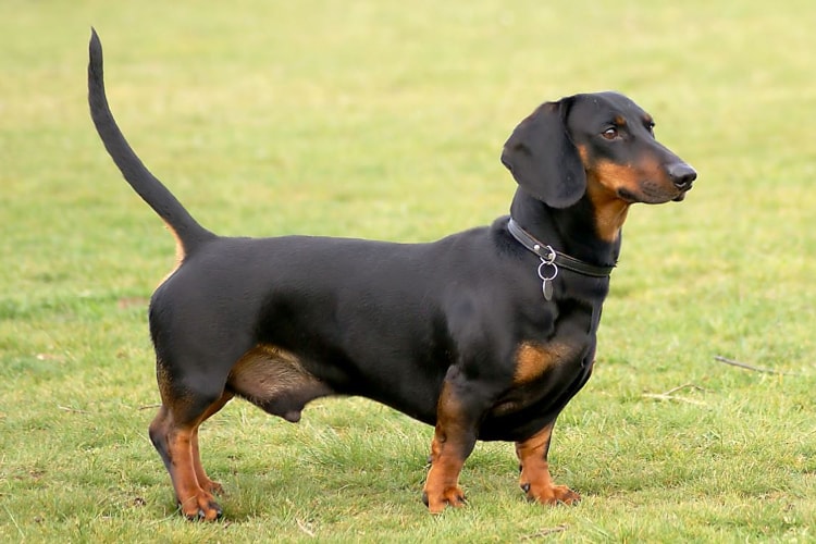 Dachshund preto