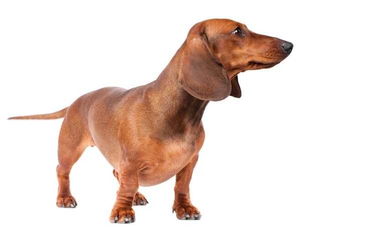 Tudo sobre a raça Dachshund