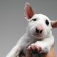 Filhote de Bull Terrier