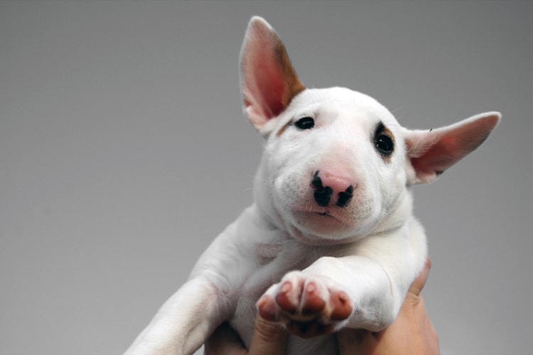 Filhote de Bull Terrier