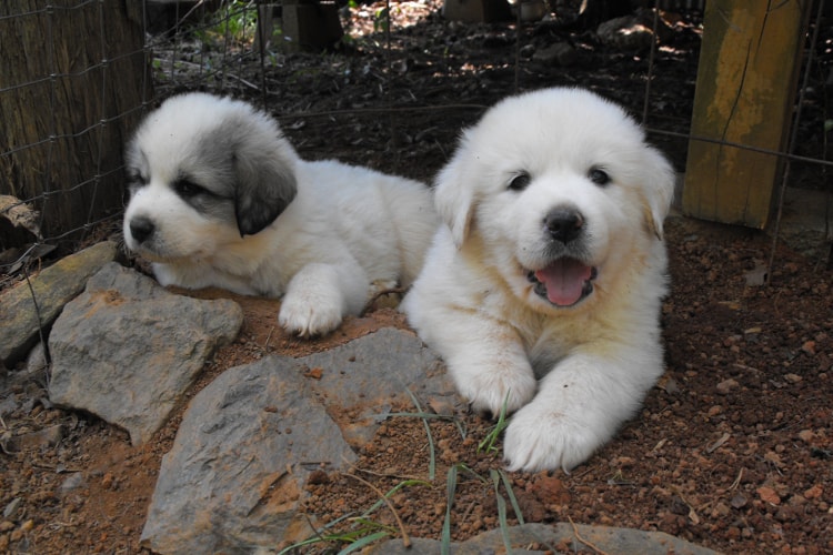 2 filhotes brancos de Terra-nova