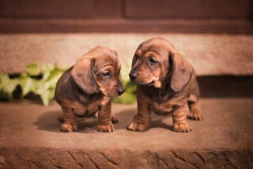 2 filhotes de Dachshund marrom