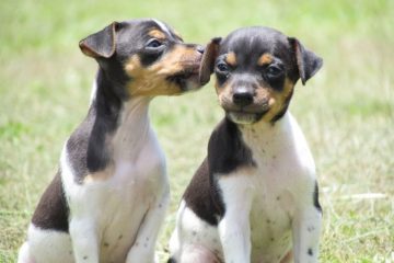 Filhotes de Terrier Brasileiro