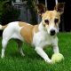 Jack Russell brincando com uma bolinha